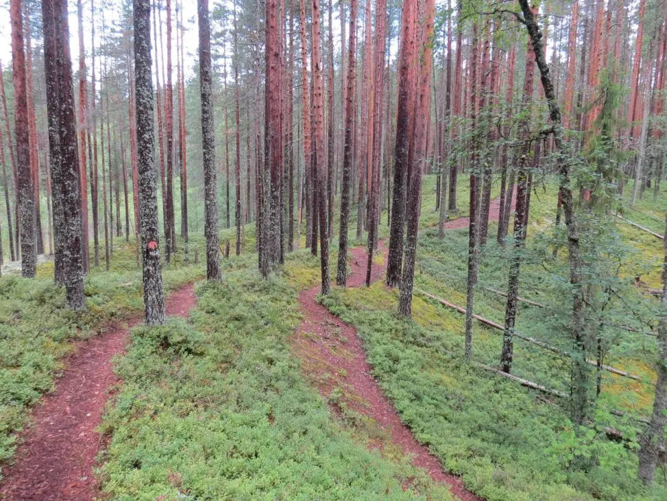 Åsleden Petkeljärvi nationalpark