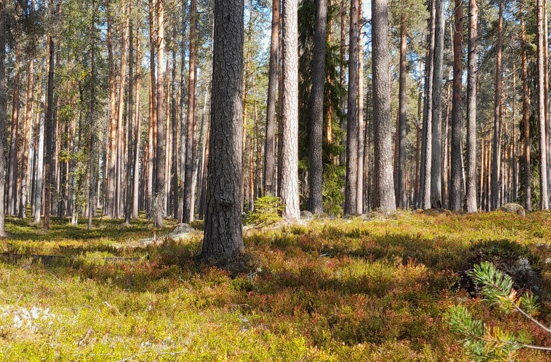 Parc national de Petkeljärvi, centre Petkeljärvi. Espace tente