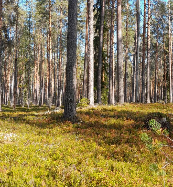 Parc national de Petkeljärvi, centre Petkeljärvi. Espace tente