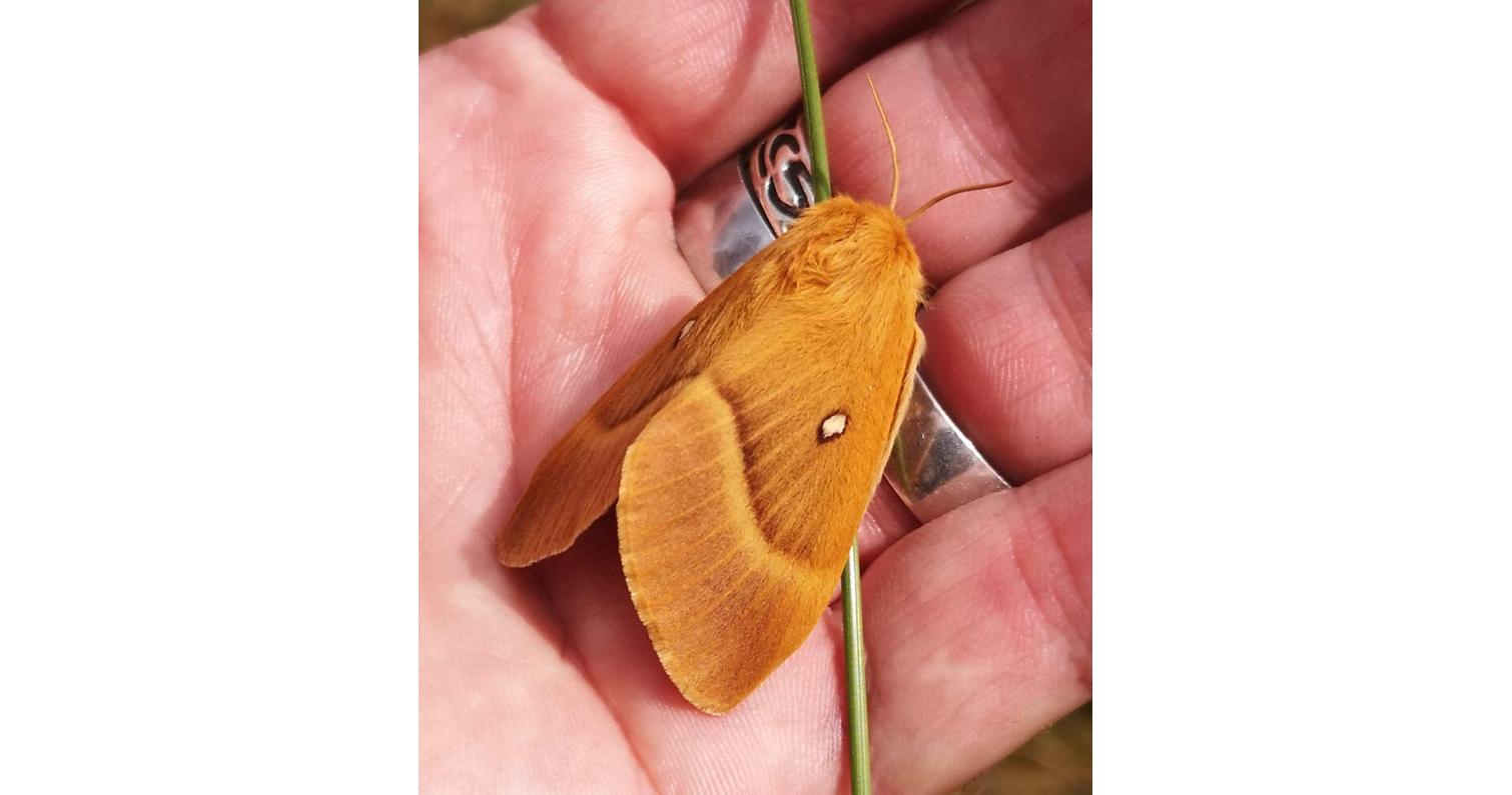 Möglicherweise der Schräge Strohkäfer - Mythimna conigera