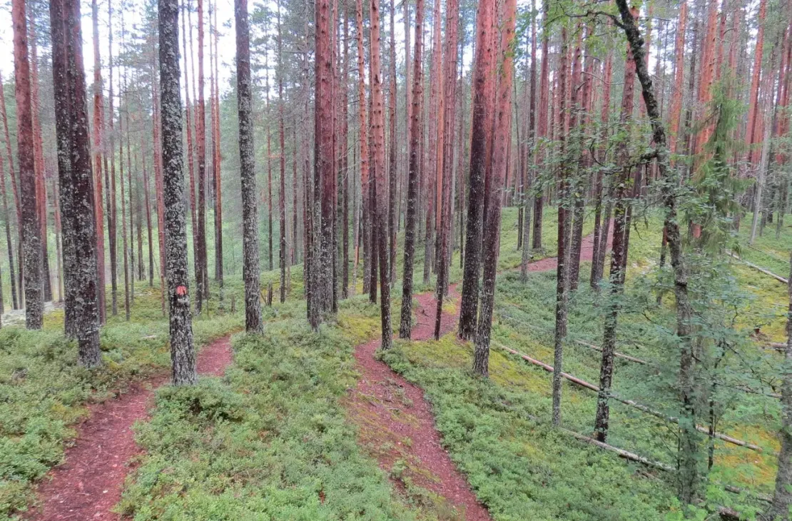 Åsleden Petkeljärvi nationalpark