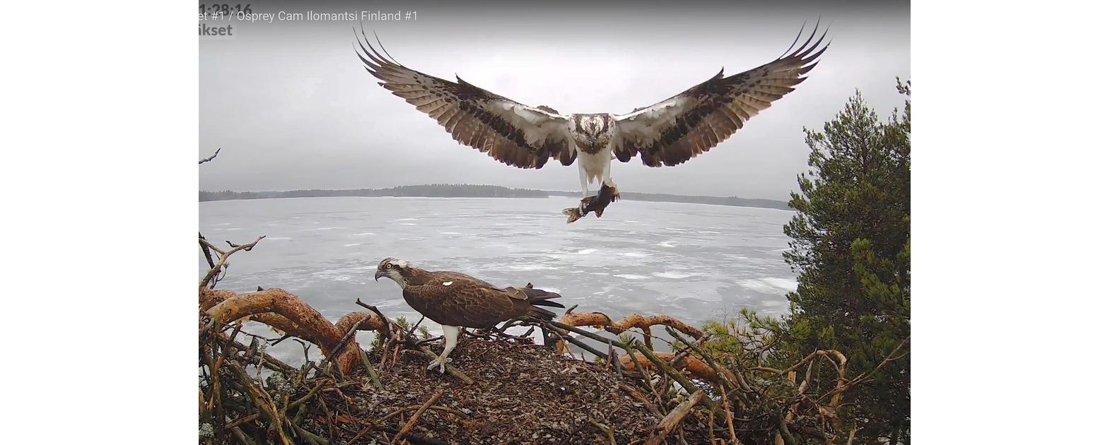 Ilomantsin Sääkset pesällä