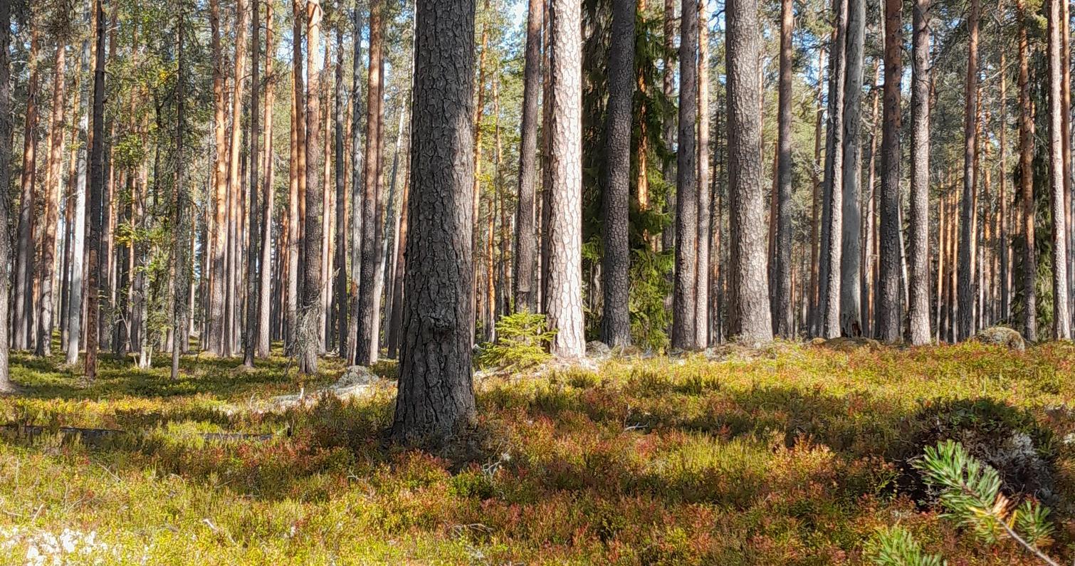 Tältområde Petkeljärvi nationalpark, Petkejärvi centrum