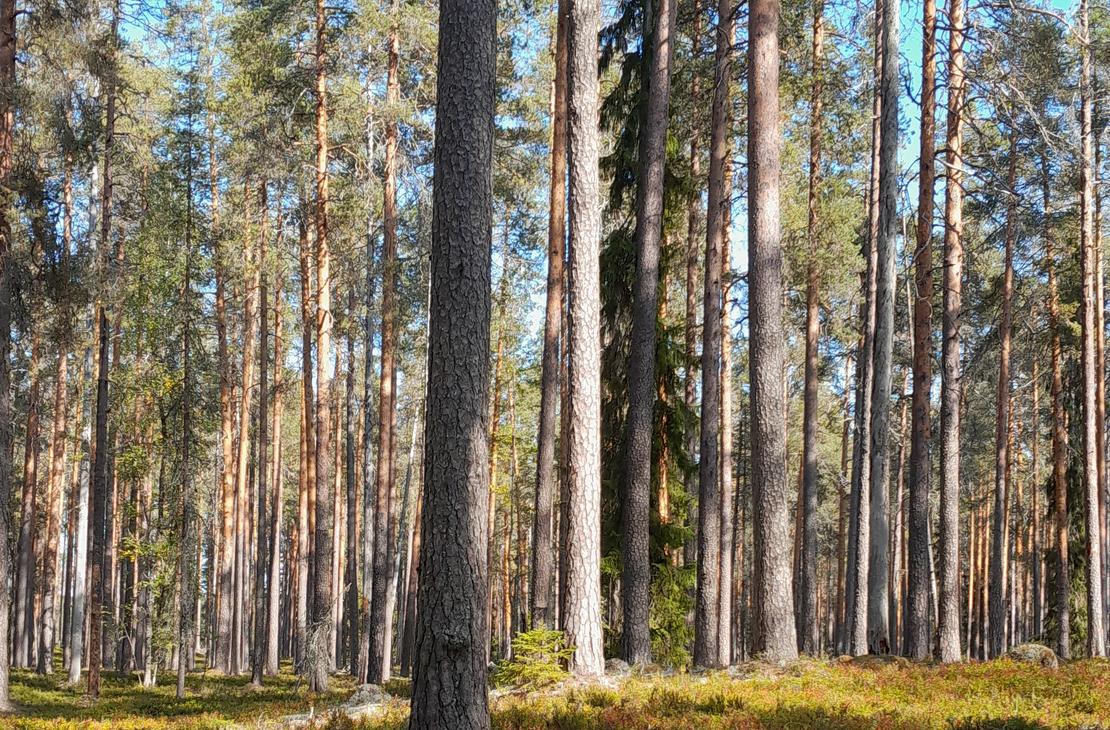 Parc national de Petkeljärvi, centre Petkeljärvi. Espace tente
