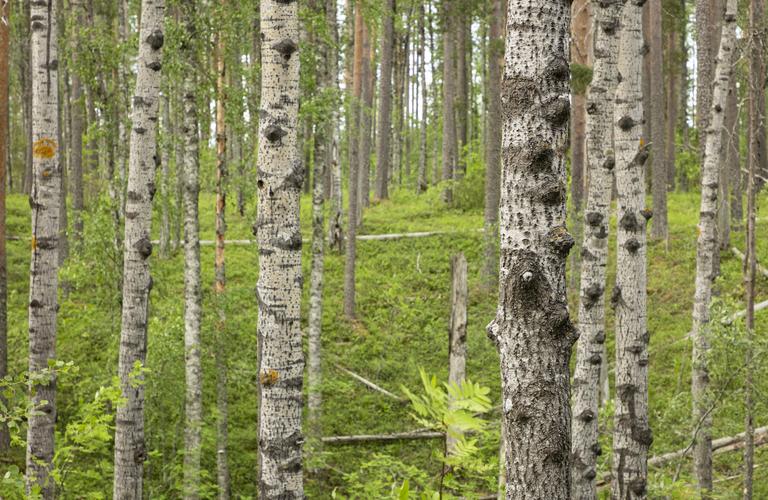 Petkeljärven kansallispuisto