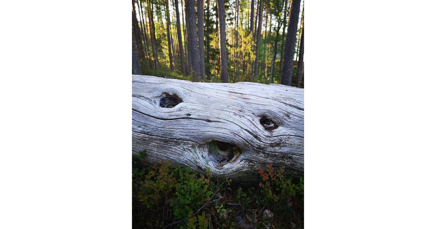 Nationalpark Petkeljärvi