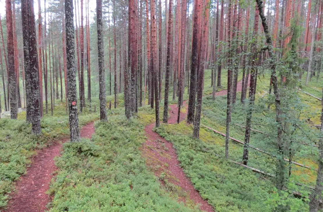 Åsleden Petkeljärvi nationalpark